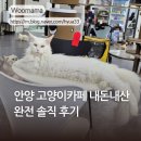 뱅갈냥이 | 안양 고양이카페 분양 캣츠앤몬스터 주말 아이들과 방문 내돈내산 후기
