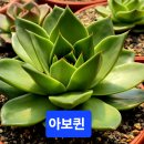 아보다