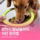 저단60 | 강아지 담낭슬러지, 60% 이상 줄어든 이유