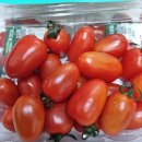 토마토 이미지