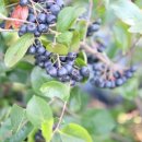 푸르농장 이미지