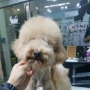 그루밍 캐나다 이미지