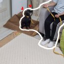 고쳐줄개 이미지