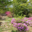 봉수산숲펜션 이미지