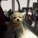 메디힐동물병원 이미지