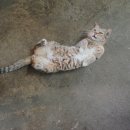 푸마농장 이미지