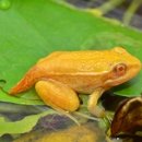 황금개구리 이미지