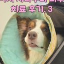 라퓨클레르 동물피부클리닉 이미지