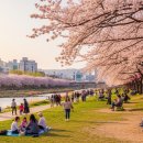 시청별관앞 꽃보라동산 | 2026 대구 벚꽃 명소 총정리 | 수성못·달성공원·이월드·꽃보라동산까지 권역별 완벽 가이드