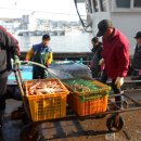 구룡포대게 이미지