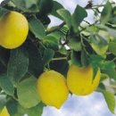 레몬트리 이미지