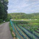 본오매송로 이미지