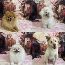 멍삼이네 이미지