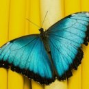 나비의꿈-호접지몽 이미지