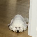 복실이네애견미용실 네이버블로그