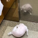 낭만닭발(월피점) | 아이스캐픠로 하루를 시작해야 돼요