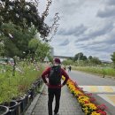 2025/10/15/계양아라온 꽃축제 이미지