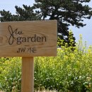 서호새마을금고 | 서귀포 JW가든 유채꽃 후기, 바다와 유채가 함께 있는 제주 봄 명소