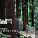 편백나무숲 Daum카페