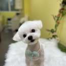 단아하개 네이버블로그