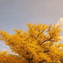 지동산촌마을 | 천년의 숨결을 담은 떡 선물세트, 포천 지동산촌마을 은행떡 추천