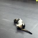 동물보육원 이미지