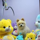 남양인형뽑기 이미지