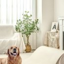 로하우스 이미지