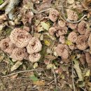 육해공식품 이미지