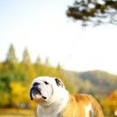 써클켄넬 이미지