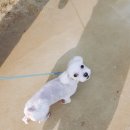 개님은 털빨 이미지