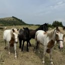 입동목장 이미지