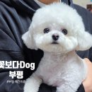 꽃보다 Dog 이미지
