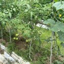 정임농장 이미지