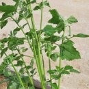 윤이농장 이미지