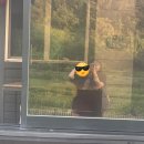 춘천남이섬애견가족전원마을펜션 이미지