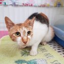 광주TNR동물병원(송정) 이미지