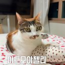 인견사랑 - 청주시 서원구 1순환로1063번길 24 | 고양이 쿨매트 추천｜마드모아젤리 인견매트 사용 후기
