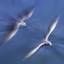 부산갈매기 이미지