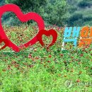 백일홍네일