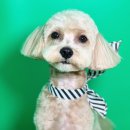 황언니 펫살롱 이미지