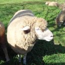 입동목장 이미지