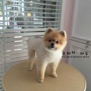 까미애견샵 이미지