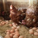 평사농장 이미지