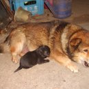 복돌이네 이미지