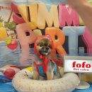 포포펫살롱 이미지