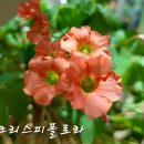 사랑초(크리스피폴로라)8명 이미지