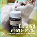 고양이눈영양제 추천 마음반려 눈 영양제 후기 (꾸냥이 직접 급여기)