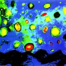 별빛백도 이미지