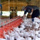 강화축산 이미지